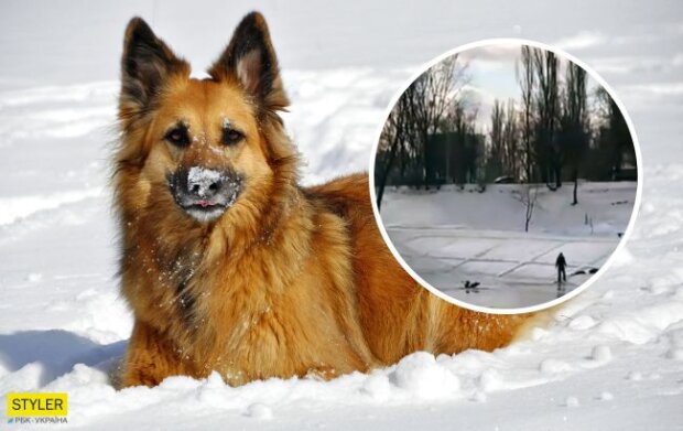 У Києві собака врятувала дитину, яка провалилася під лід (відео)