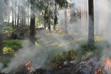 В Зоні відчуження знов спалахнула лісова пожежа