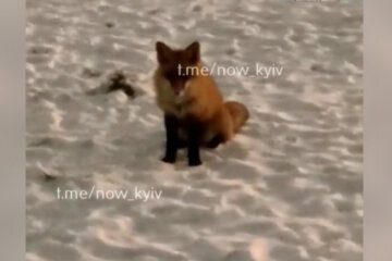 У Києві на Відрадному лисиця гуляє разом з собаками (відео)