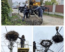 У Києві енергетики продовжують встановлення захисних конструкцій на стовпи ЛЕП для гнізд лелек