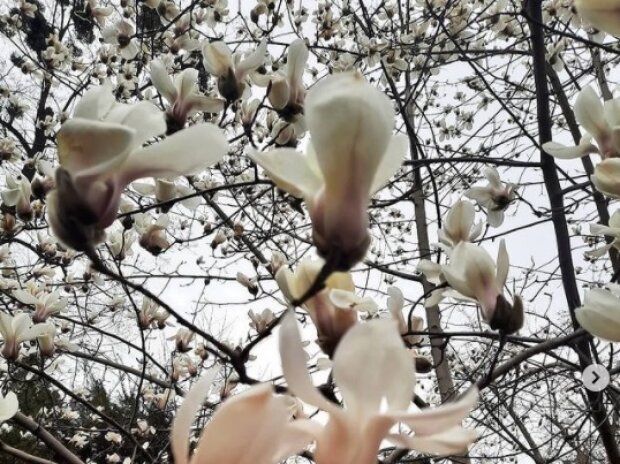 Тепер вже точно весна: в Києві цвітуть магнолії (відео)