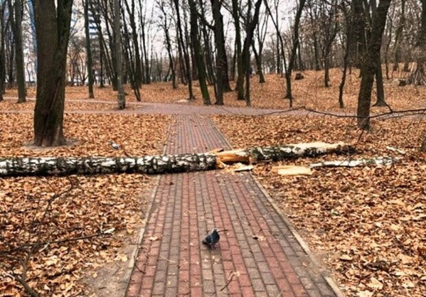 У Києві негода пошкодила більше сотні дерев
