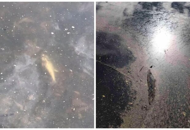 В озері на Оболоні масово гине риба: кияни назвали можливі причини