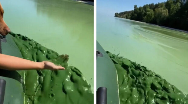 У Києві вода у Дніпрі перетворилась на зелену та слизьку рідину (відео)