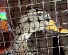 Визволену з неволі столичного пабу качку зоозахисники передали в заповідник у Межигір’ї (відео)