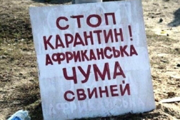У Голосіївському районі зафіксовано спалах африканської чуми свиней