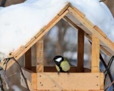 Що треба знати про годування птахів взимку