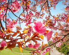 Розпустились сакури, квітне бузок: відеоподорож до Ботанічного саду (відео)