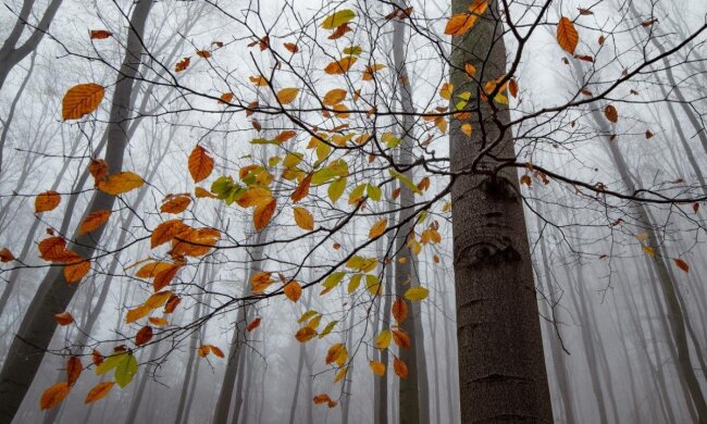 На Україну насувається різке похолодання зі снігопадами