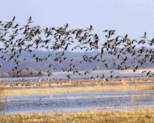 Зміни клімату та браконьєрство – що загрожує перелітним птахам в Україні