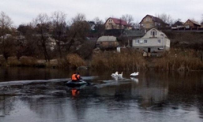 Прорубали 200 м льоду: рятувальники визволили лебедів від крижаної пастки