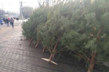 На Дорогожичах нелегально продають ялинки