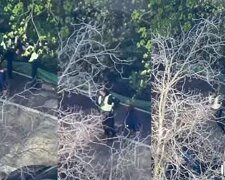 Втеча замість захисту: патрульним, які залишили людей під вогнем у Києві, загрожує в’язниця