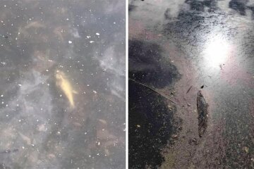 В озері на Оболоні масово гине риба: кияни назвали можливі причини