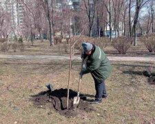 Зелений десант у Києві: сотні нових дерев та заборона реклами на стовбурах