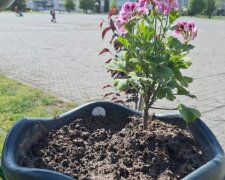 У Славутичі вже не вперше крадуть квіти з міських клумб
