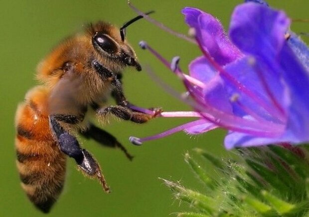 Бджоли – індикатор екологічної ситуації