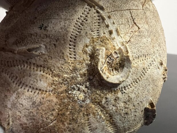 Столичні митники знайшли в посилці панцир морського їжака — цікаво те, що його вік приблизно 161-165 млн років