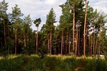 Апеляційний суд повернув громаді Києва 3000 га Біличанського лісу