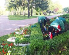 Масове озеленення у квітні: як комунальники змінили за місяць Солом`янський район (відео)