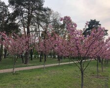 В парку Кіото зацвіла найдовша в Україні алея сакур