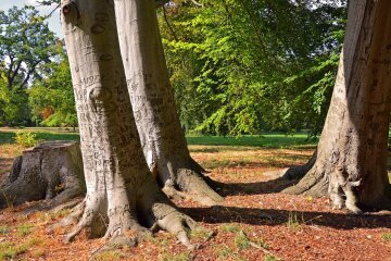 На вихідних киян запрошують долучитись до прибирання Бабиного Яру