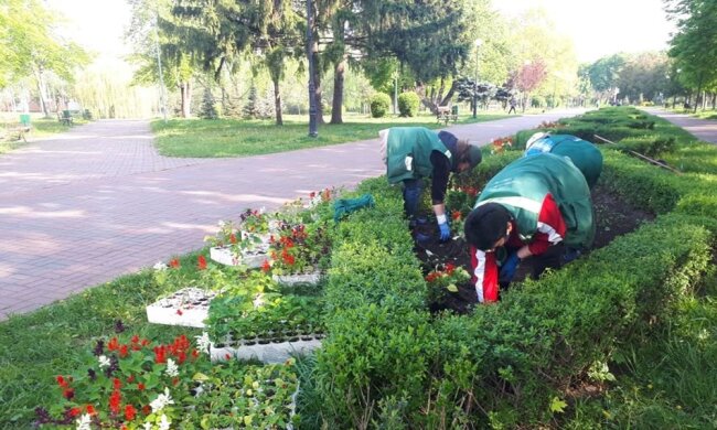 Масове озеленення у квітні: як комунальники змінили за місяць Солом`янський район (відео)