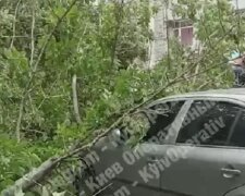 У центрі Києва вітер повалив дерево на автомобілі (відео)