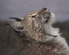 З Києва до Кента: врятована рись Урса розпочала нове життя у британському заповіднику