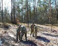 Буде молодий ліс: у Святошино висадили сосни та дуби