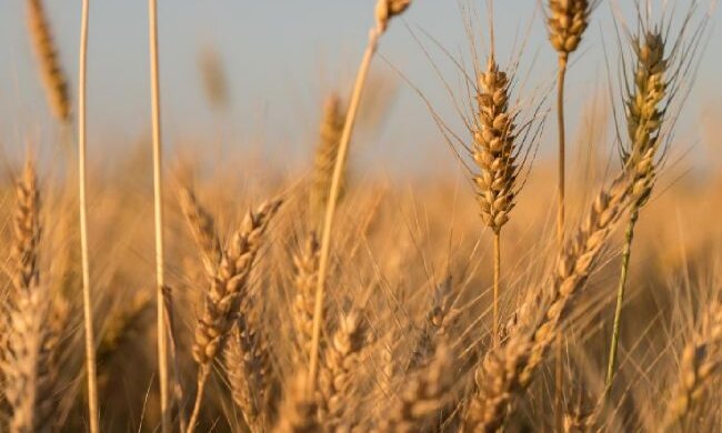 Єгипет скасував угоди щодо поставок українського зерна, – Reuters