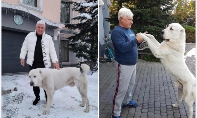 У Києві алабаї загризають котів та собак на очах їх власників — господаря-ексрегіонала досі не покарали
