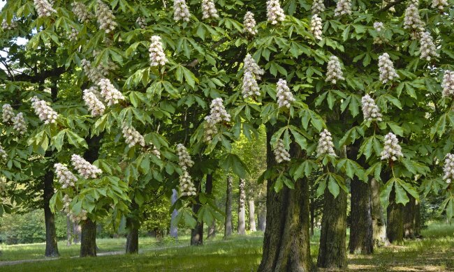 Переплутали осінь з весною: в містах України знов зацвіли каштани (відео)