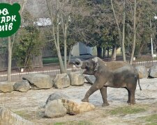 Київський зоопарк чекає на дітей: що змінилось та які обмеження