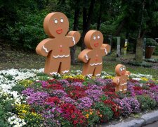 Зефір, шоколад, тістечка та льодяники з квітів: в Києві відкрилась виставка хризантем (фото)