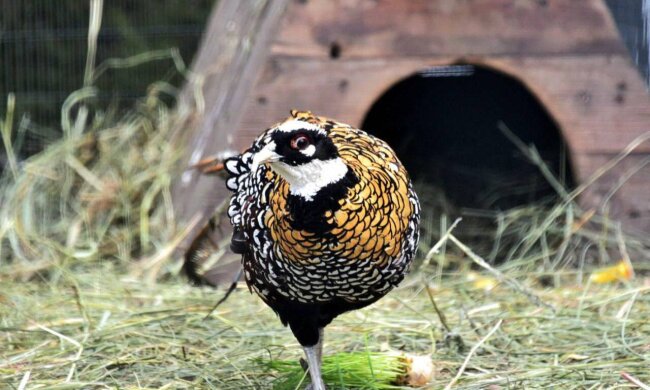 Пернате поповнення: у КиївЗоо готують фазанів до сезону висиджування пташенят