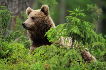 В Україні під загрозою знищення – понад 180 унікальних об’єктів дикої природи
