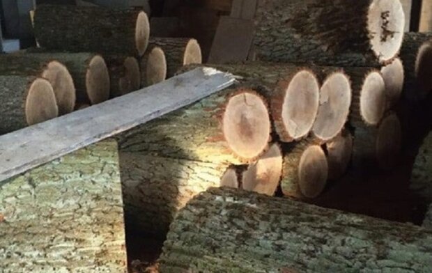 Затримали чорних лісорубів, які знищували цінні породи дерев у Пущі-Водиці