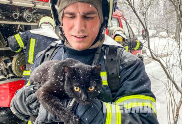 З палаючої квартири в Києві врятували кота