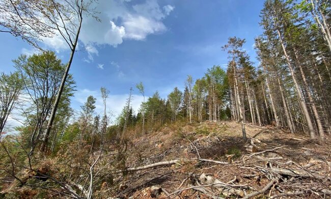 В мережі показали лисі Карпати за два тижні до повені (фото)