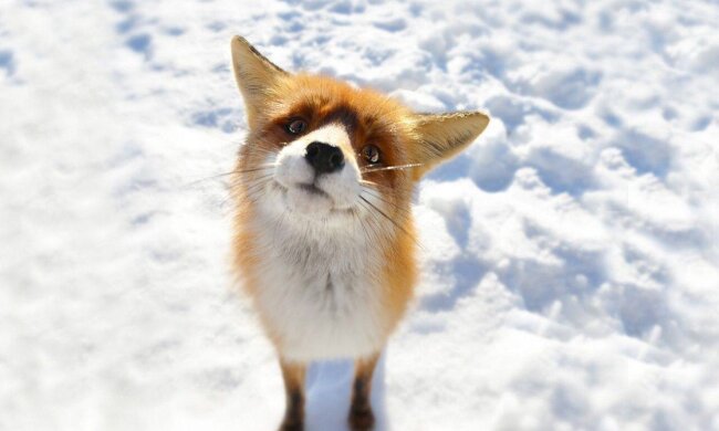 Обережно, дикі звірі: через морози та голод лисиці масово виходять до осель на Київщині