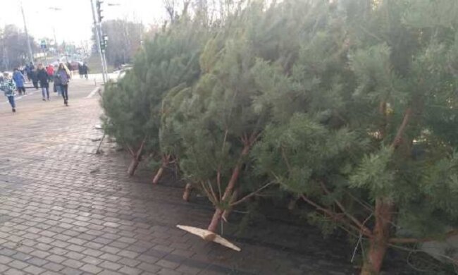 На Дорогожичах нелегально продають ялинки