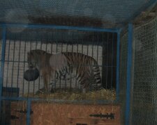 Співробітник українського зоопарку загинув від зубів тигра