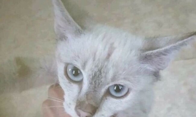 Невгамовна: кішка, яка тиждень жила в тунелі метро, знову втекла від волонтерів