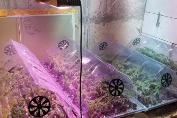 Мешканець Київщини вирощував вдома коноплю у вазонах