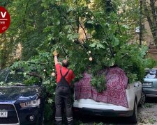 Пошкодило 4 автівки: в центрі Києва впало дерево (фото)