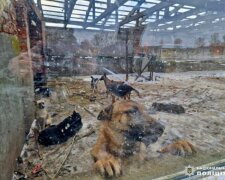 На Київщині поліція розслідує жорстке поводження з тваринами
