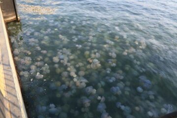 Навала медуз у Кирилівці – ознака руйнування екосистеми Азовського моря