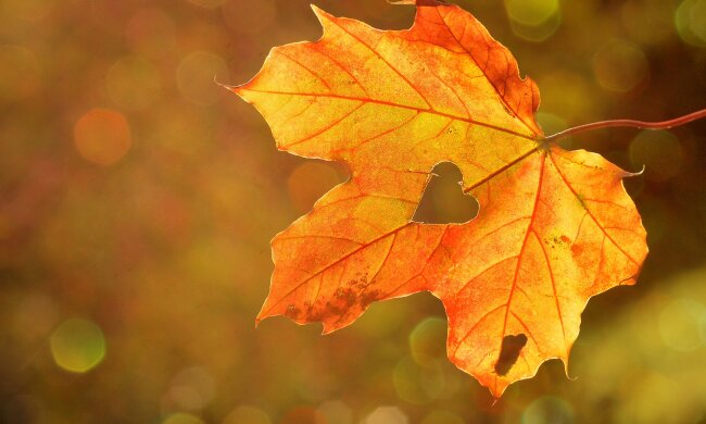 До кінця тижня в Україну прийде арктичне повітря: час діставати теплі куртки