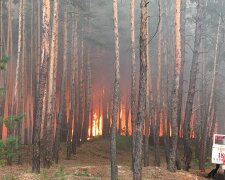 Після навчань на військовому полігоні на Харківщині запалали ліси